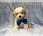 Hercules - Male Bichpoo Puppy for Sale - Photo #3