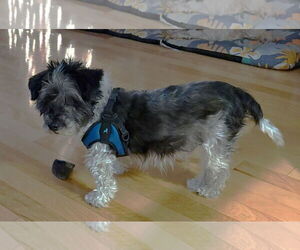 Timothy TX - Male Mutt Dog for Adoption - Photo #3