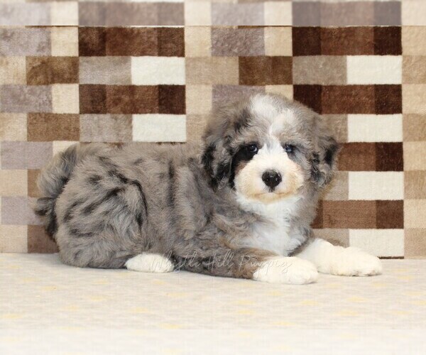 Medium Photo #2 Bernedoodle (Miniature) Puppy For Sale in DENVER, PA, USA