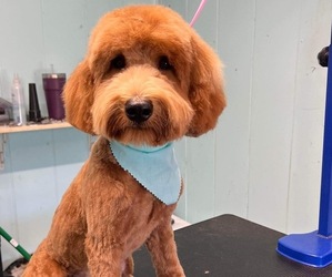 Goldendoodle (Miniature) Puppy for sale in RICHMOND, KY, USA