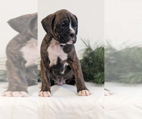 Medium Photo #4 Boxer Puppy For Sale in GOSHEN, IN, USA