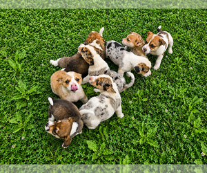 Australian Shepherd-Cardigan Welsh Corgi Mix Puppy for Sale in MEADOWS OF DAN, Virginia USA