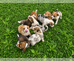 Small Australian Shepherd-Cardigan Welsh Corgi Mix