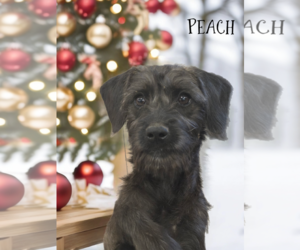 Mutt Dogs for adoption in Phelan, CA, USA