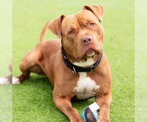 Mutt Dogs for adoption in Camarillo, CA, USA