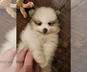 Pomeranian Puppy for sale in NEW BRAUNFELS, TX, USA