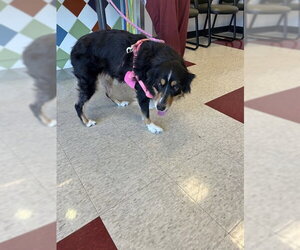 Australian Shepherd Dogs for adoption in Plano, TX, USA