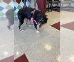LEXI - Female Australian Shepherd Dog for Adoption - Small photo