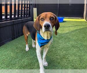 Beagle Dogs for adoption in Orange, CA, USA