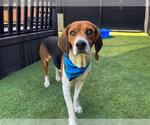 Small Beagle