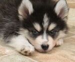 Small Photo #5 Pomsky Puppy For Sale in SEBRING, FL, USA