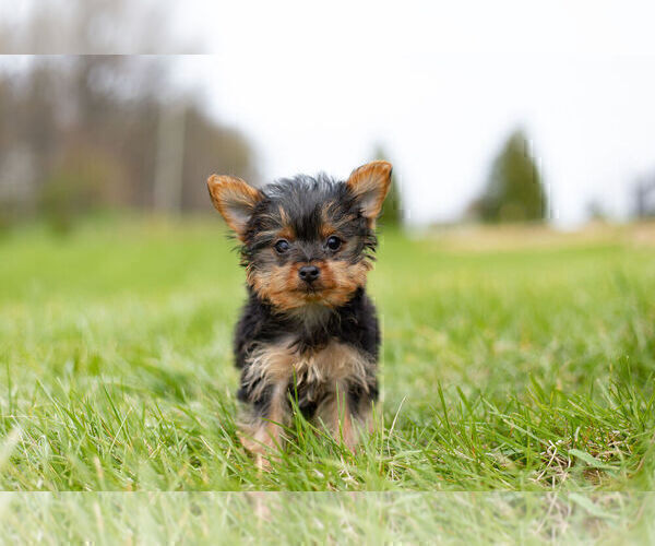 Medium Photo #9 Yorkshire Terrier Puppy For Sale in WARSAW, IN, USA