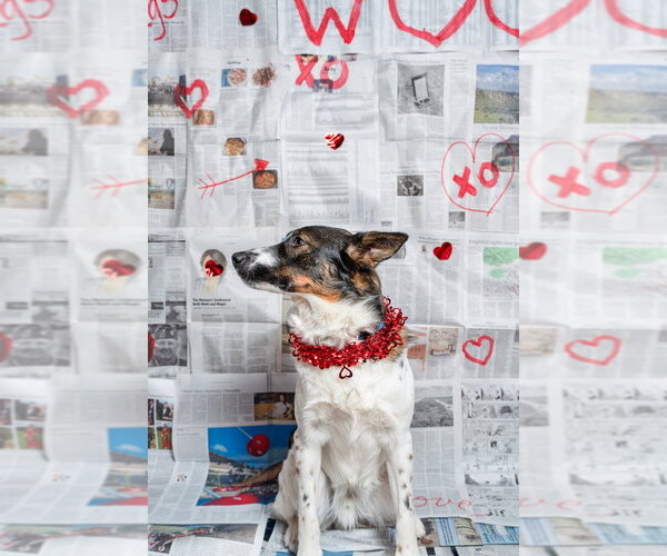 Medium Photo #15 Border Collie-Unknown Mix Puppy For Sale in Mundelein, IL, USA