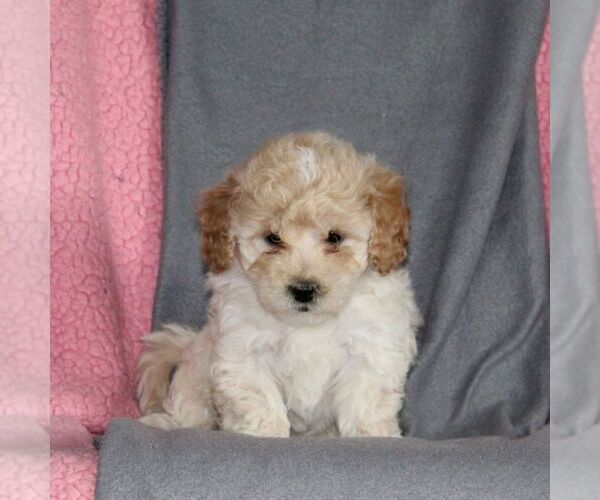 Medium Photo #4 Poodle (Miniature) Puppy For Sale in KIRKWOOD, PA, USA