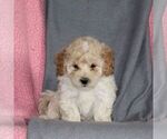Small #3 Poodle (Miniature)