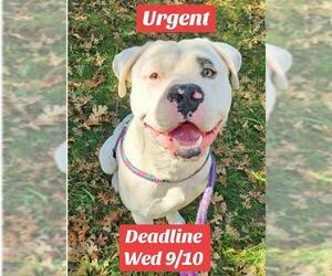 Medium American Pit Bull Terrier