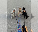 Small #3 Cairn Terrier Mix