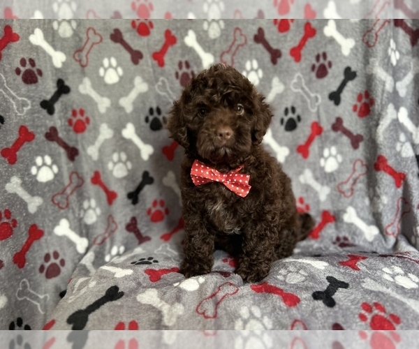 Medium Photo #2 ShihPoo Puppy For Sale in LAKELAND, FL, USA