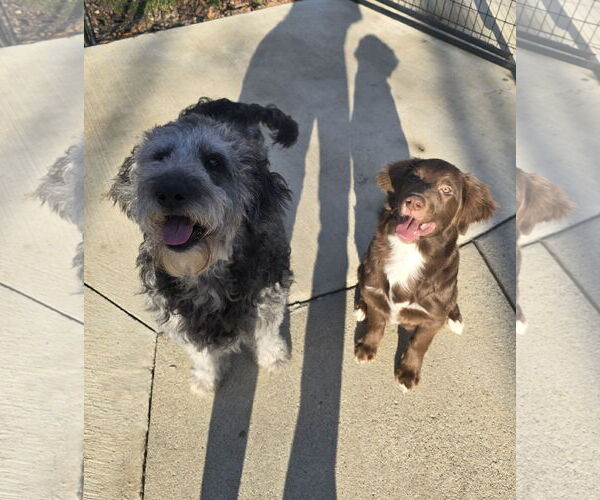 Medium Photo #2 Aussiedoodle Puppy For Sale in Columbus, IN, USA