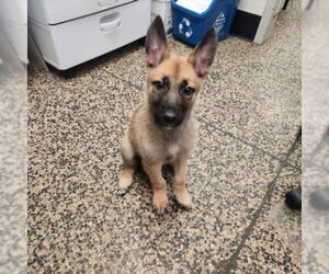 Mutt Dogs for adoption in Tracy, CA, USA