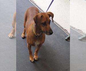 Dachshund-Unknown Mix Dogs for adoption in Anchorage, AK, USA