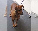 Small Dachshund Mix