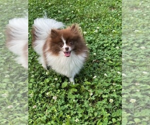Mother of the Pomeranian puppies born on 04/14/2023