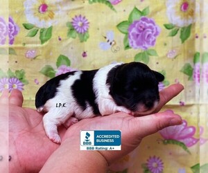 Poodle (Toy)-Schnauzer (Miniature) Mix Puppy for sale in WINNSBORO, LA, USA