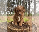 Small #2 Poodle (Miniature)