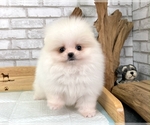 Small Photo #9 Pomeranian Puppy For Sale in SAN FRANCISCO, CA, USA