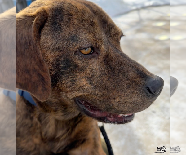 Medium Photo #7 Mutt Puppy For Sale in Washington, DC, USA