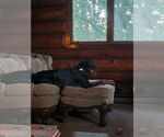 Small #3 Doberman Pinscher