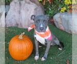 Small American Pit Bull Terrier Mix