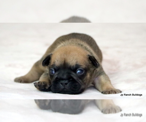 Medium Photo #3 French Bulldog Puppy For Sale in WINNSBORO, TX, USA