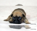 Small Photo #22 French Bulldog Puppy For Sale in WINNSBORO, TX, USA