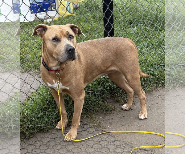 Medium Photo #2 American Pit Bull Terrier-Unknown Mix Puppy For Sale in Virginia Beach, VA, USA