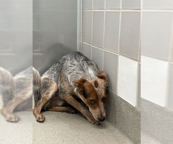 Medium Photo #1 Mutt Puppy For Sale in Las Vegas, NV, USA