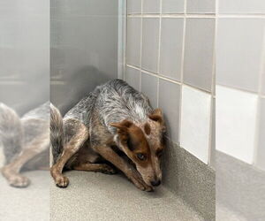 Mutt Dog for Adoption in Las Vegas, Nevada USA