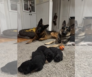 German Shepherd Dog Litter for sale in SOUTH EASTON, MA, USA