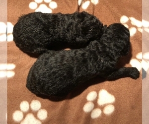 Goldendoodle-Poodle (Standard) Mix Puppy for sale in MORGANTOWN, KY, USA