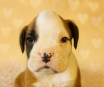 Image preview for Ad Listing. Nickname: AKC Female
