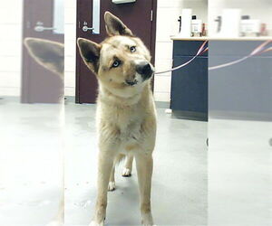 Gerberian Shepsky Dogs for adoption in Fayetteville, NC, USA