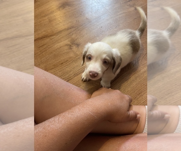 Medium Photo #9 Dachshund Puppy For Sale in ROCK HILL, SC, USA
