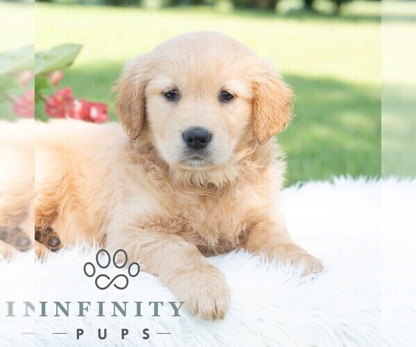 Medium Photo #5 Golden Retriever Puppy For Sale in NEWPORT, PA, USA