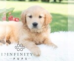 Small #4 Golden Retriever