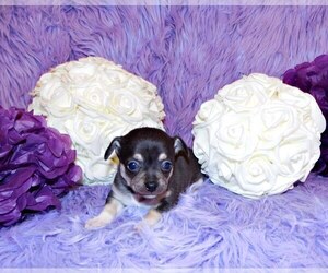 Chihuahua Puppy for Sale in CHARLESTON, Arkansas USA