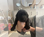 Small Photo #1 Goldendoodle Puppy For Sale in MYRTLE BEACH, SC, USA