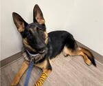 Small #2 German Shepherd Dog