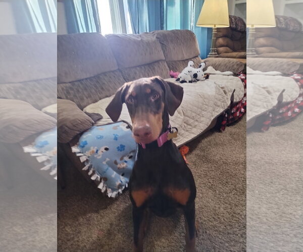 Medium Photo #7 Doberman Pinscher Puppy For Sale in Minneaoplis, MN, USA