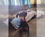 Small #6 Doberman Pinscher